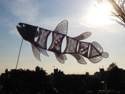 luminous-goldfish:Paper Coelacanth. 紙製のシーラカンス。