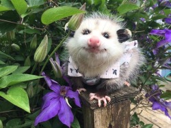 possumoftheday: Today’s Possum of the Day has been brought to you by: Summertime!