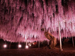 sixpenceee:144-Year-Old Japanese Pink Wisteria TreeCovering an area of over 2,000 square meters, this tree has been part of the Ashikaga Flower Park in Japan since 1870. Because of the nature of Wisteria trees spreading, it’s heavy branches are now