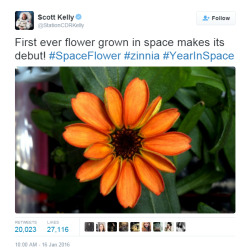 sci-universe:  Remember when I made the post Flowers could be blooming on the International Space Station after the New Year? It’s now done as you can see from the photos posted by astronaut   Scott Kelly!   “Growing the Zinnia plants will help
