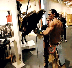 everythingsbetterwithbisexuals:  iv0611:  madmaudlingoes:  creedofpirates:  countessnoir:  Look how big that things fucking wings are!  I’m not reblogging this because of the effin’ bird  A friend of mine is a falconer, and I’ve seen pictures of