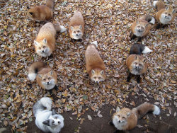 ultrafacts:  linkkers:rudolphsb9:boredpanda:Fox Village In Japan Is Probably The Cutest Place On EarthShout out to the fox nomming on the other fox’s tail.Japan seems so magicalIn japan, there’s a bunny island, a cat island, a park with bowing deer,