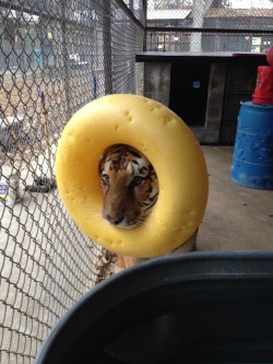 srafandseedpods:  OH MY GOD one of our tigers did this (and it isn’t stuck on his head; one of the keepers went in to see if he needed help and he undid this and redid it on his own a few times) but oh my god hE’S PRETENDING TO BE A LION IM GONNA