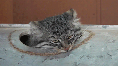 tygermama:thebiscuiteternal:salamencerobot:fugottron:  I’ve seen this on my dash so many times and I honestly can’t tell if this is a real animal or just a super realistic puppet   Its a Pallas cat, it’s a real animal, and they really do look like