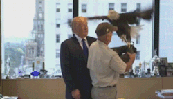 kropotkindersurprise:2015 - Here are some gifs of Donald Trump being attacked by a bald eagle named Uncle Sam, literally the least patriotic thing that can happen to an American. [video]
