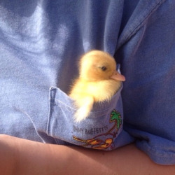 animal-factbook:  Sometimes after birth, ducklings wish for the safe feel of being enclosed. Pockets are a good alternative for the egg that they are used to. 