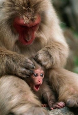 Stop it, Mom, I ain’t got no cooties! (Japanese Macaque grooming her little one)