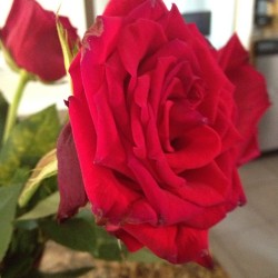 Rose flower 4 #flowers #rose #pretty #green #red