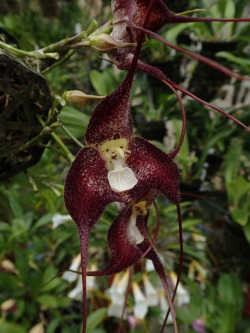 orchid-a-day:   Dracula polyphemus   October 3, 2019  