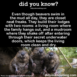 did-you-kno: Happy International Beaver Day!  Here are a few more awesome facts about beavers: They have built-in goggles: a set of transparent eyelids that allow them to see underwater.  Beavers are second only to humans in their ability to manipulate
