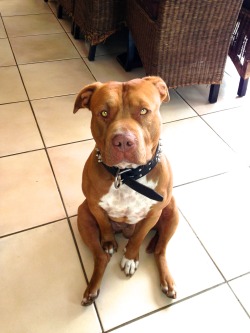 handsomedogs:  Our pit bull, Duke who is much sweeter than he first appears!