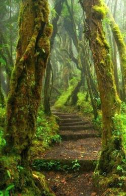 natgeotravel:  googleearthpics:  Forest Path, Costa Rica  Wander this mossy path in Costa, Rica.