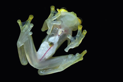 nubbsgalore:  the translucent skin of the northern glassfrog (hyalinobatrachium fleischmanni) allows us to see its internal viscera, and, in the case of the fifth photo, a mother’s eggs. and yet, it is the male glassfrogs who alone provide the parental