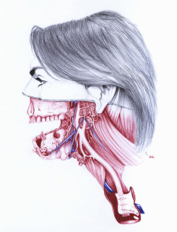 fer1972:  Anatomical Illustrations by Salvatore Zanfrisco 