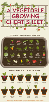 graze-com:  vegetable growing cheat sheetIf you’ve always fancied having a go at growing your own vegetables, now is the perfect time! And with this cheat sheet even city dwellers can get involved.Alternatively, if you want your own personalised cheat