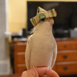 nestregards:you’ve been visited by money birb. reblog and good fortune will come your way.