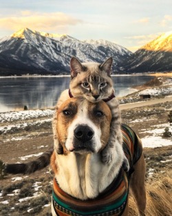 aww-so-pretty:  Meet Henry The Colorado Dog and his best friend.