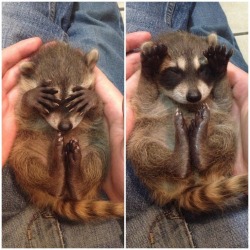 anotherdayanotherchange:  i-deserve-challenjour:  perks-of-being-chinese:  cocoachocolate:  dulect:  cravings:  humorstaff:  optical-delusion:  BABY RACCOONS COVER THEIR EYES WHEN THEY GET SCARED AND OMG I JUST CANT ITS SO PRECIOUS               