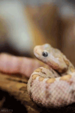 musts:  Since I’ve been obsessing over snakes lately, here’s a little snake gif. This is from the first minute of this video by Graeme Skinner. If I’m not mistaken, this is a Blue-eyed Baja Rattlesnake. I’m very certain it’s a rattlesnake.