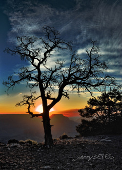 &ldquo;The Tree at Yaki Point&rdquo; Grand Canyon National Park-jerrysEYES