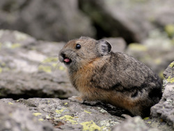 buzzfeed:  This little guy is called a pika, and he’s loves bringing people flowers. 