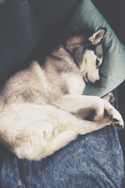 wolverxne:  My sweet girl Kona | by: { Susanna Risser } 