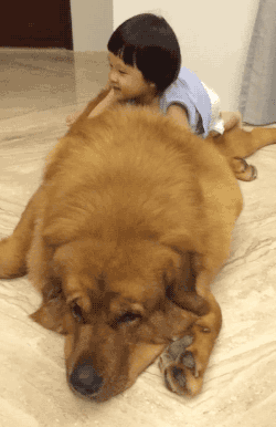 lawebloca:  Little Girl Plays on Gentle Giant Tibetan Mastiff ** video ** 