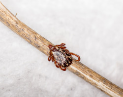 why-animals-do-the-thing:  wolfforce58205:  zooophagous:  caong:   zooophagous:  theexoticvet: Tick season is already in full swing and it’s going to be one of the worst years for ticks and lyme disease. Make sure your pets are on flea/tick/heartworm