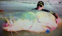 This fish was on the news last night 280 lbs wow!