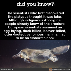 did-you-kno:  The scientists who first discovered  the platypus thought it was fake.  Although indigenous Aboriginal  people already knew of the creature,  European scientists assumed an  egg-laying, duck-billed, beaver-tailed,  otter-footed, venomous