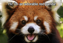 soundlyawake:  evergaydes:  GIVE THEM ALL TO ME :’)  Red Panda Surprise 