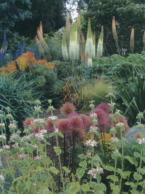 forestgreenlesbian:A dramatic vignette in Linda Cochran’s garden: from the front, pale pink Phlomis purpurea, globular flowers of Allium ‘Globemaster’, russet tones of a fading Euphorbia characias subsp. wulfenii ‘Lambrook Gold’, and tall spikes