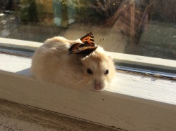 buddy-berry:  hamsterobsessed:  Molly has a real butterfly on her head!  A magical moment.. 