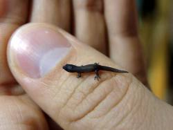 spectacularuniverse:  Sphaerodactylus nicholsi, one of the smallest geckos in the planet. (x) 