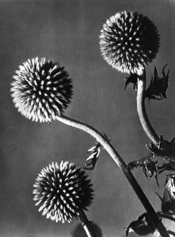 3wings: Flowers, 1934 Man Ray 