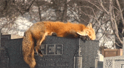 nudityandnerdery:thekidsatheart:yourhippielove:Fox sleeping in a graveyard.Makes me wonder about reincarnationMakes me wonder about soulmates   Makes me think that dark stone probably soaks up sunlight and that’s the warmest place around for a fox nap.
