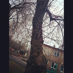 #Tree 🌲 near #kindergarten  #Izhevsk #yesterday  #travel #Russia #city #Ижевск #street #streetphotography