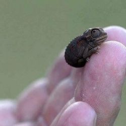 pinkoddity73: Tiny! #chameleon #tiny #baby #reptile #ittybitty