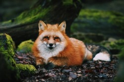 everythingfox: Forest fox 🦊