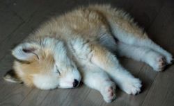 themanwhokilledhomes:  instabye:  fetters:  chocolategelato:  Husky and golden retriever mix  this looks like a toasted marshmallow husky and i love it  I would like to start a petition to get the name changed from “husky, golden retriever mix” or