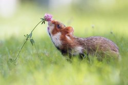 heroes-get-made:  babyanimalgifs:for anyone that’s having a bad day, here are pictures of animals sniffing flowers A few more: