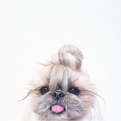 ladystilts:  potato-asian:  Wtf this dog has better hair than me.   Who is she