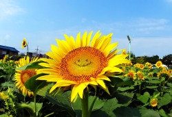 hapisan:  younger-than-the-soul:  cctvnews:  Smiling sunflowers greet visitors in Tokyo These cartoonish sunflowers have brightened the field in Tokyo, as well as many visitors, after workers created a smiling expression on them by removing pistils on
