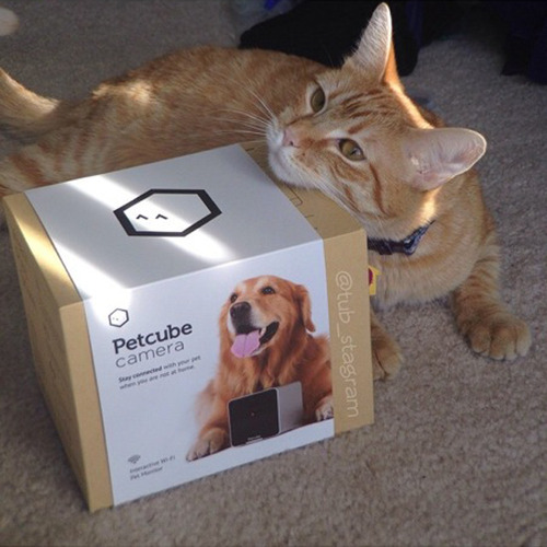 cat lying on a Petcube cam