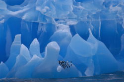 unrar:    Chinstrap Penguins (Pygoscelis antarctica) group riding iceberg, Weddell Sea, Antarctica, Eric Dietrich. 