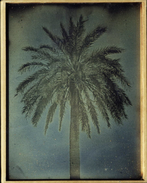desimonewayland:Palm Athènes, 1842 : palmier près de l'église Saint-ThéodoreDaguerréotype Bibliothèque nationale de France