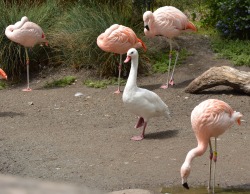 xtoxictears: skelegun:  the-late-great-abigail-quinn:  leftmyarminmycoat:  dictatorofbutts:  I was at the zoo the other day and there was this fucking goose trying to act likE A FUCKING FLAMINGO  this made my day its so adorable  This reminds me of one