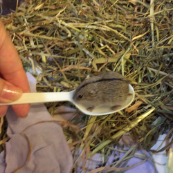 fruitsgood:  phoneus:  awwww-cute: A 2 week old lemming in a spoon (Source: http://ift.tt/2lmfIsE)  