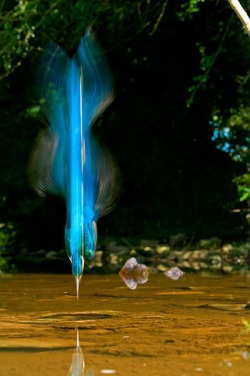 Bolt of blue (amazing slow shutter-speed photo of a Kingfisher in the midst of diving for a fish)