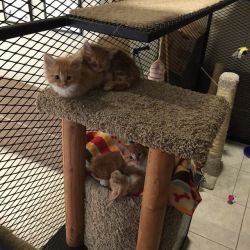 cute-overload:  My work has a “cat library”. You can “check out” a cat to take back to your desk for an hour. The kitties are the newest additions to the “library”!http://cute-overload.tumblr.com source: http://imgur.com/r/aww/FO5eMAc